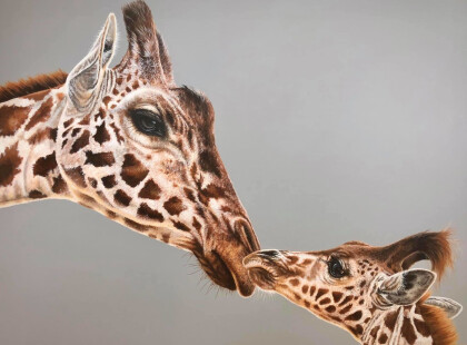 Анималистика, Животные, Жирафы