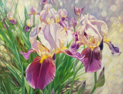 Нежные Ирисы
