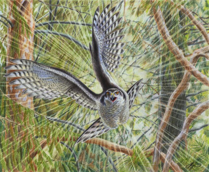 «Виртуоз лесных полетов. Ястреб»