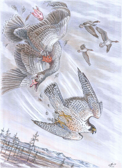 «Сбитый гусь»