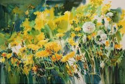 Одуванчики