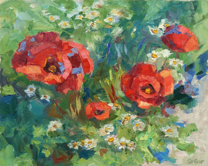 полевые маки