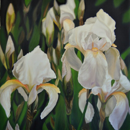 Белоснежные ирисы