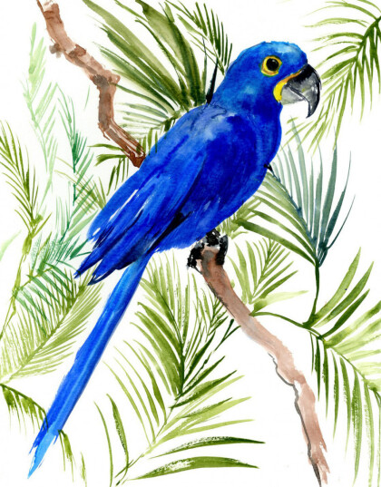 Синий попугай