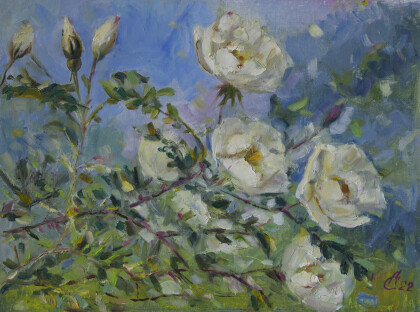 Цветущий шиповник