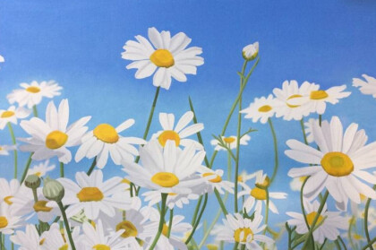 Ромашковое поле