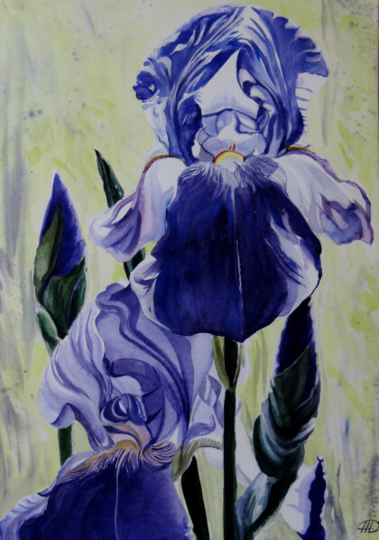 Ирис