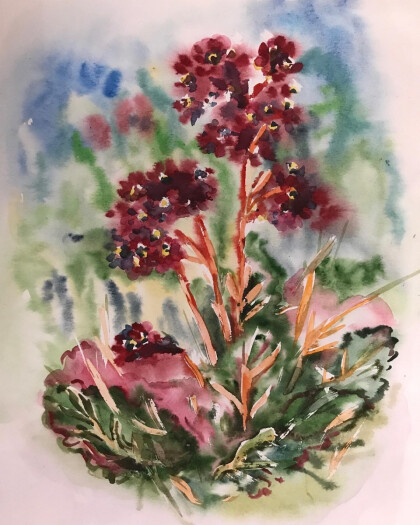 Цветы Бадана