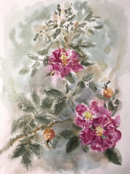 Цветы шиповника