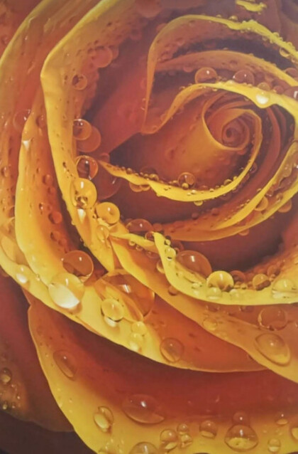 Роза в каплях росы