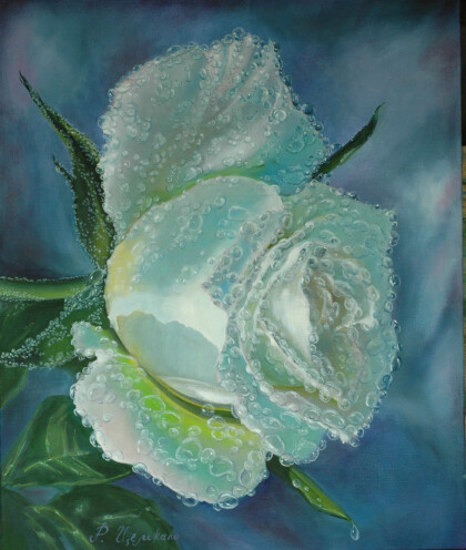 Белая роза после дождя