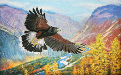 Парящий орел