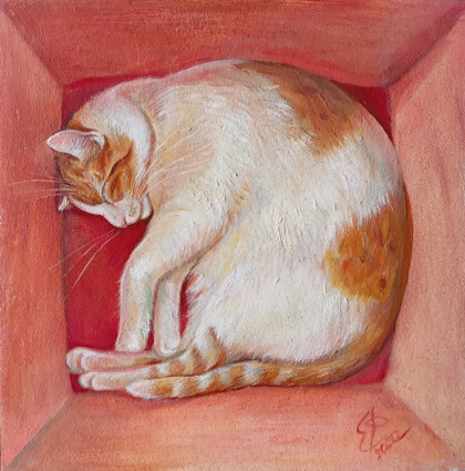 Кот в коробке