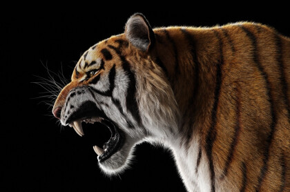 Могучий тигр