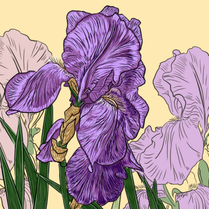 Ирис