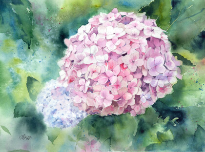 Розовая гортензия. Вьетнам