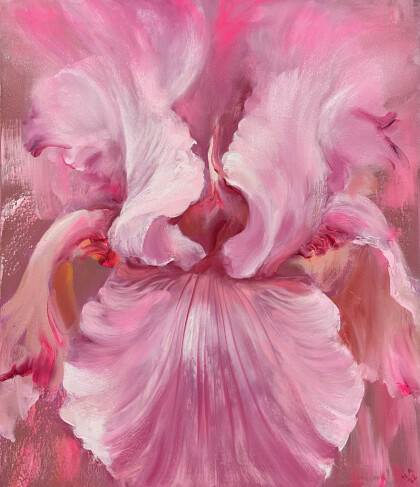 Розовый ирис