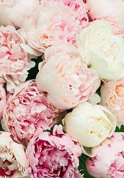 Розовые пионы