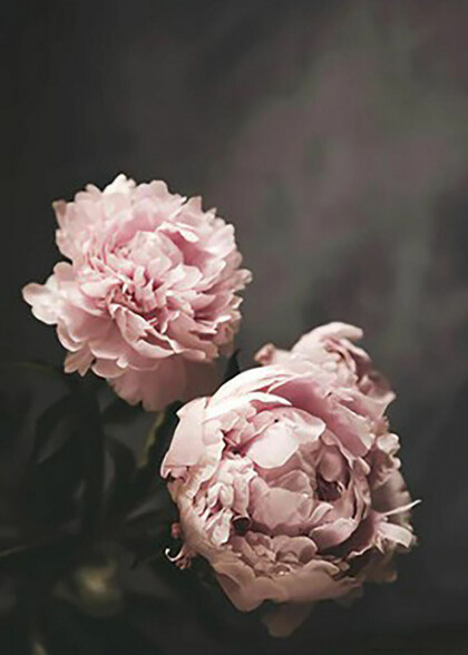 Воздушные пионы