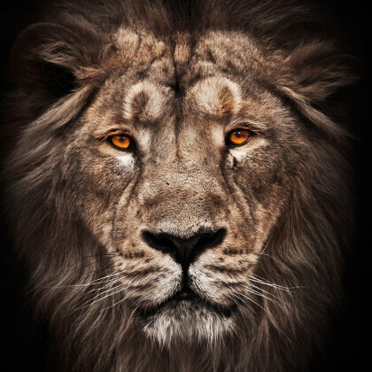 Могучий лев