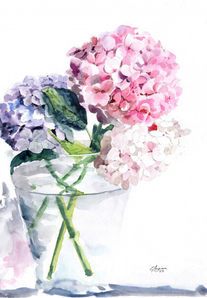 Гортензии. Трио