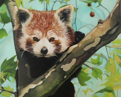 Красная панда