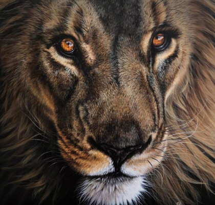 Взгляд льва