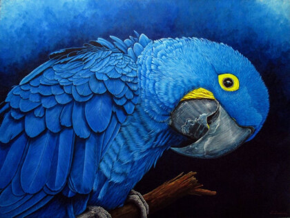 Синий попугай