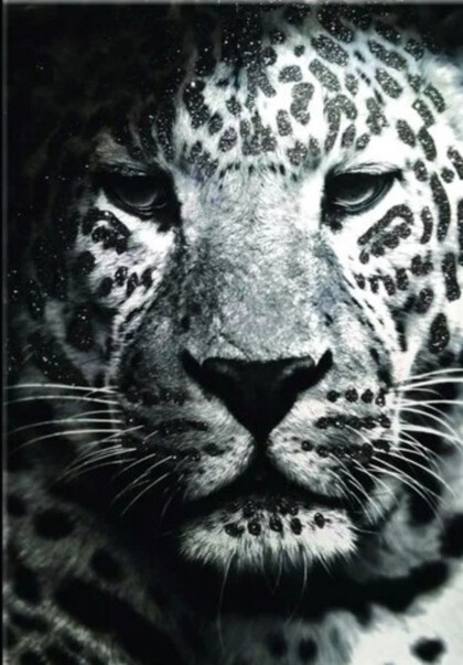 Черно-белый тигр