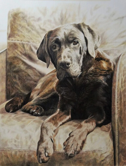 Мой лабрадор