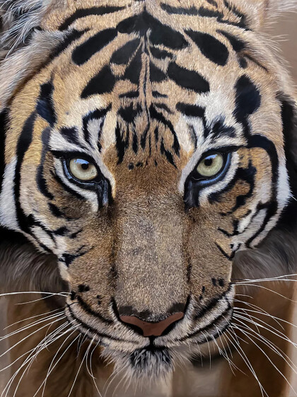 Свирепый тигр