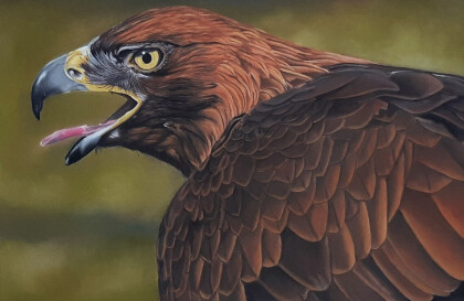 Крылатый хищник