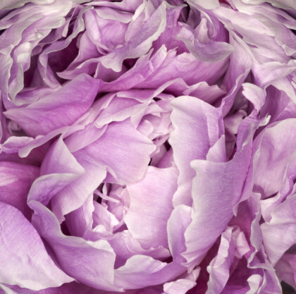 Фиолетовый пион