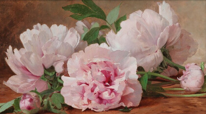 Нежные пионы