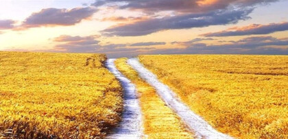 Рисовое поле