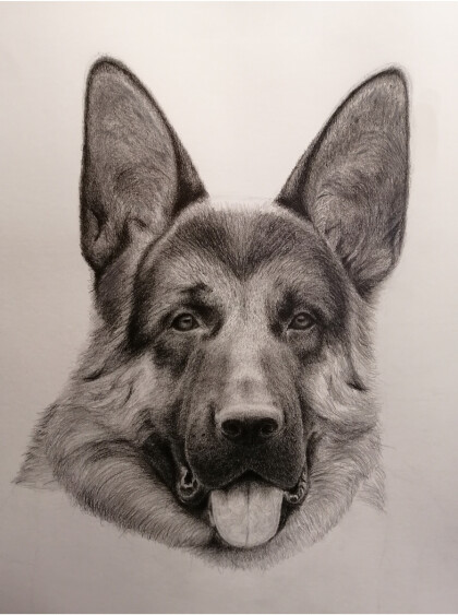 овчарка Рэкс