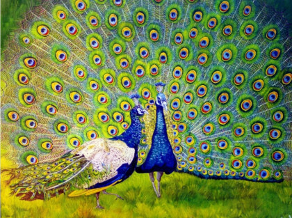 Прекрасные павлины