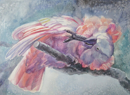 Розовый какаду