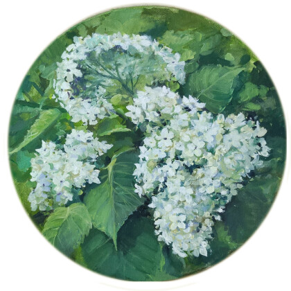 Белая гортензия