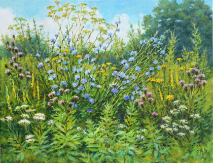 Цветет цикорий