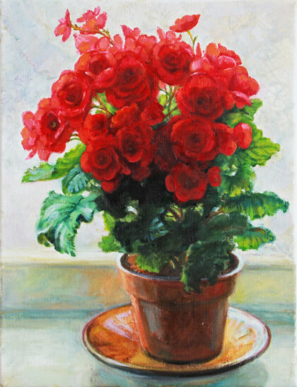 Красная бегония