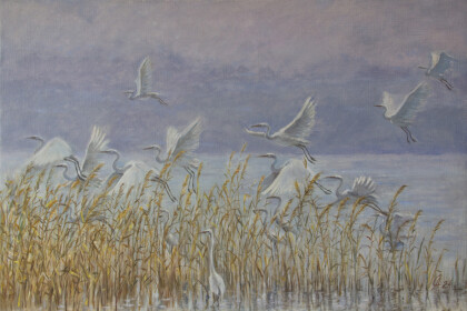 Цапли прилетели