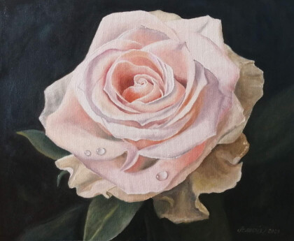 Нежная роза