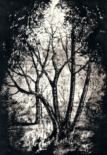 Лесные контрасты