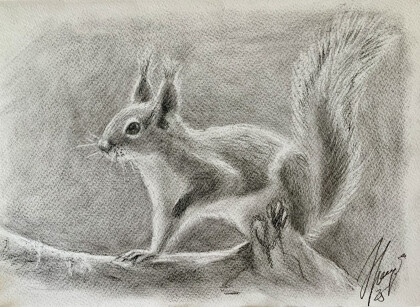 Белочка пришла