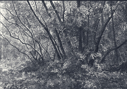 Весна в лесу