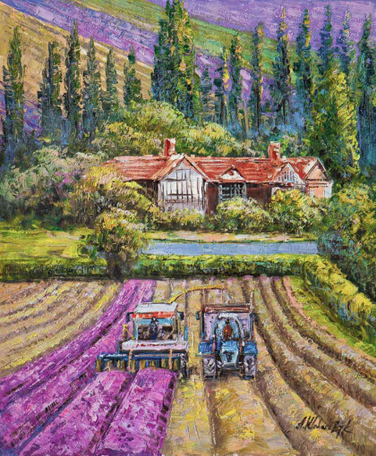 Сбор лаванды