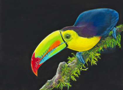 Радужный тукан