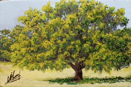 Дуб на поляне парка