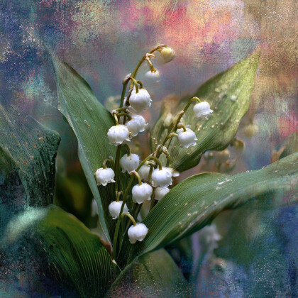 Белые звоны мая